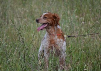 Leinenpflicht für Hunde im Außenbereich