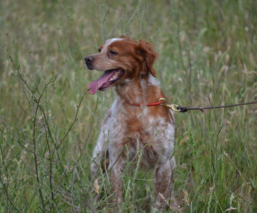 Leinenpflicht für Hunde im Außenbereich